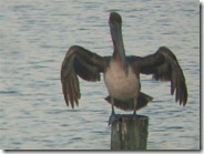 Brown pelican