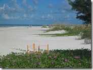 Turtle nest Anna Maria Island