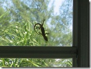 Anna Maria home gecko