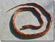 Harmless Red Rat or Corn snake