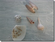 Shelling on Anna Maria Island