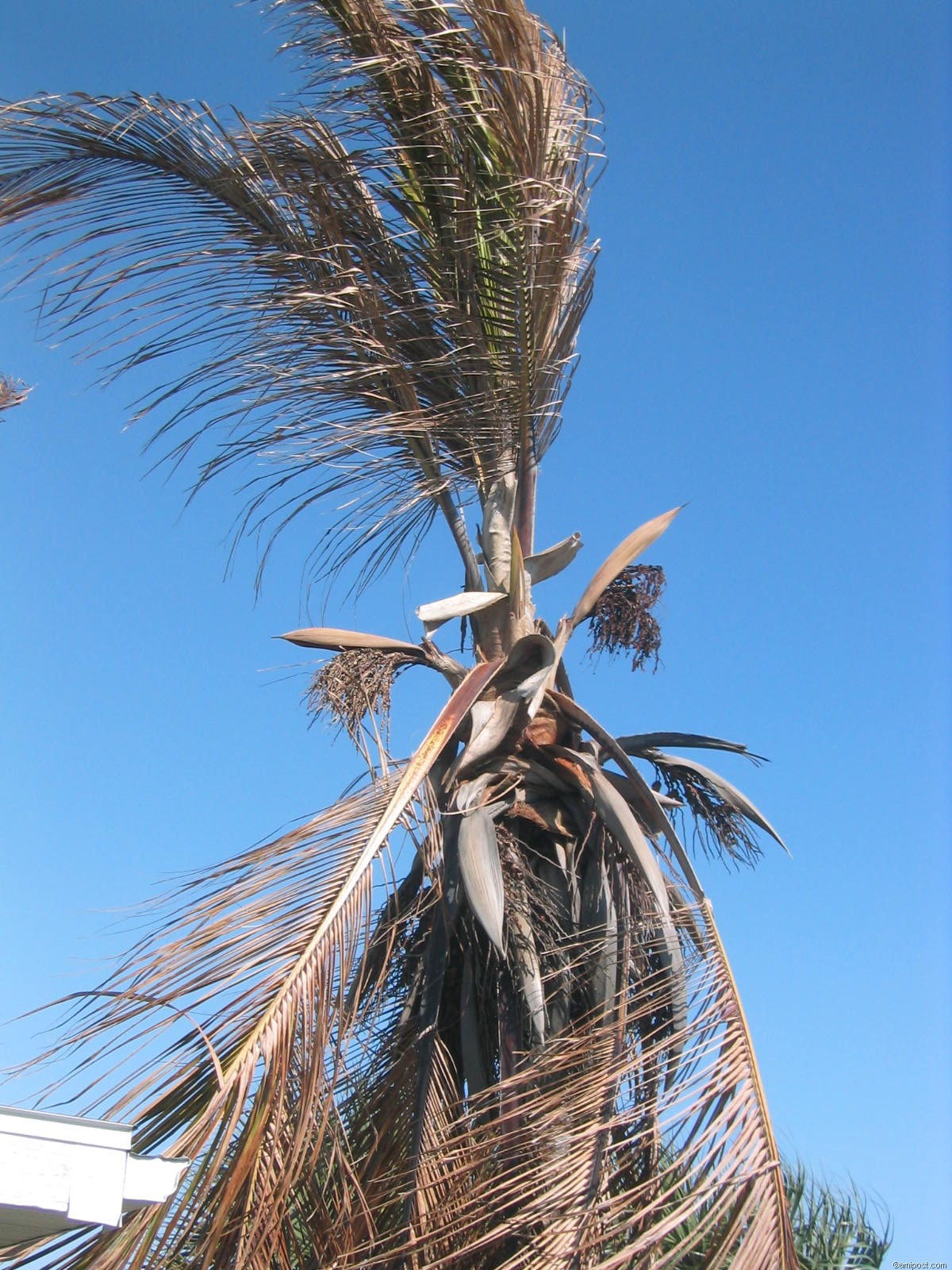 Cold damaged coconut palm
