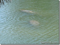 Manatee-dugong