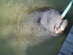 manatee drinking from hose