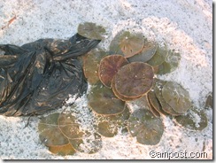 Sand Dollars