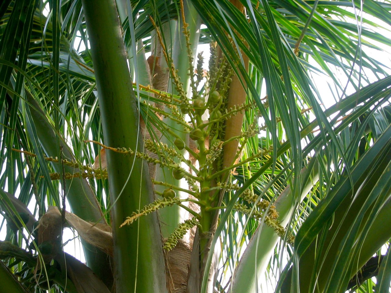 Coconuts Growing and Opening Them Anna Maria Island Living