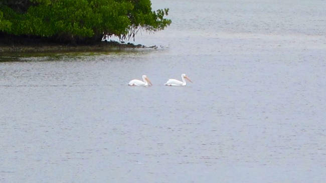 White Pelicans arrive for Christmas in Bimini Bay