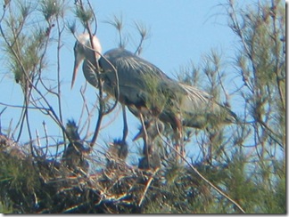 Great Blue Herons with 3 chicks
