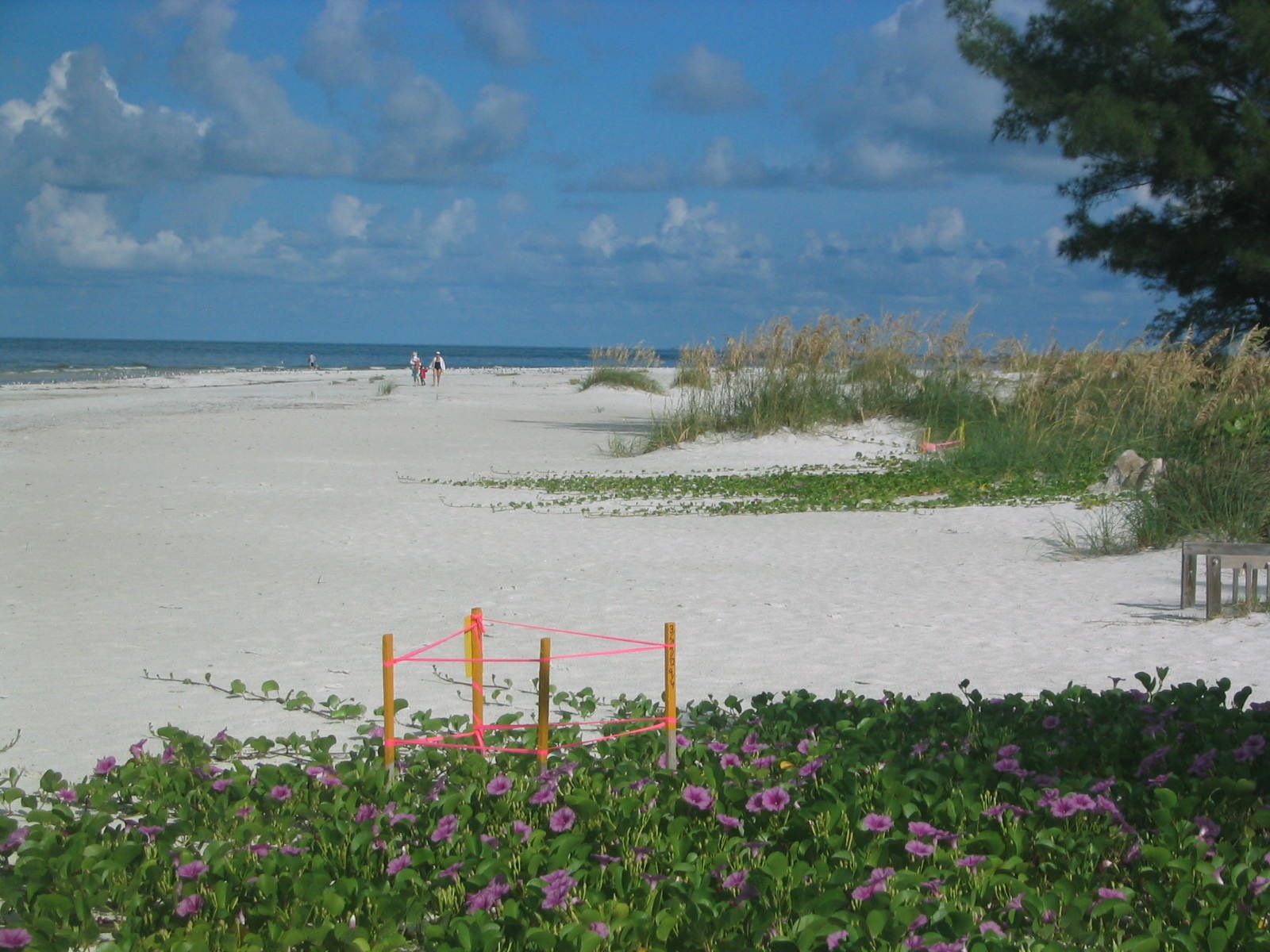 Sea Turtle nest staked for protection and observation by Turtle Watch on Anna Maria Island