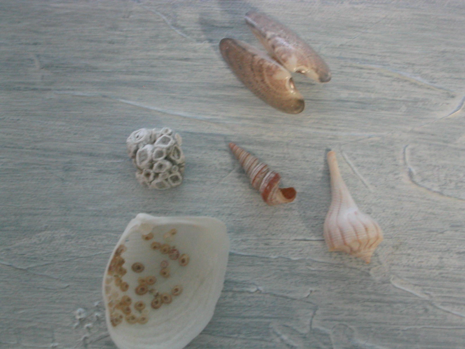 Shells on Anna Maria Island beaches