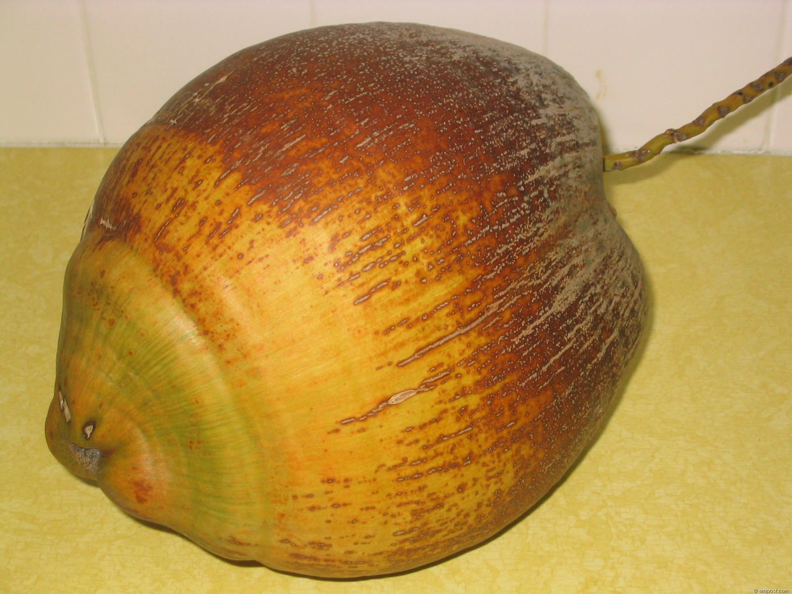 Anna Maria Island coconut