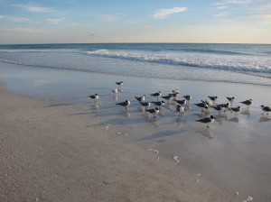Gulls of Anna Maria Island Beach