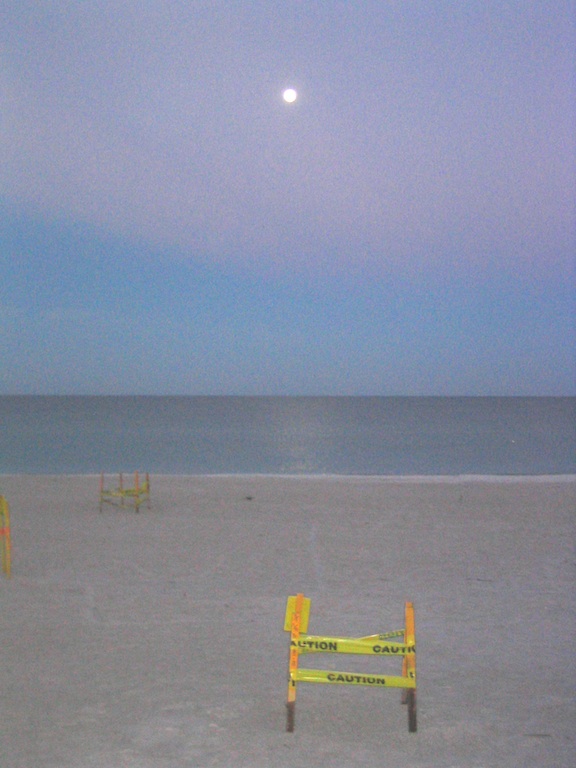 Sea turtle nests and moonlight