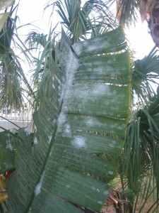 Whitefly infested frond