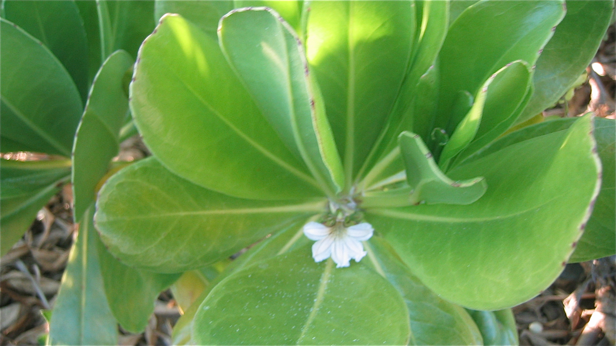 Hawaiian Half Flower