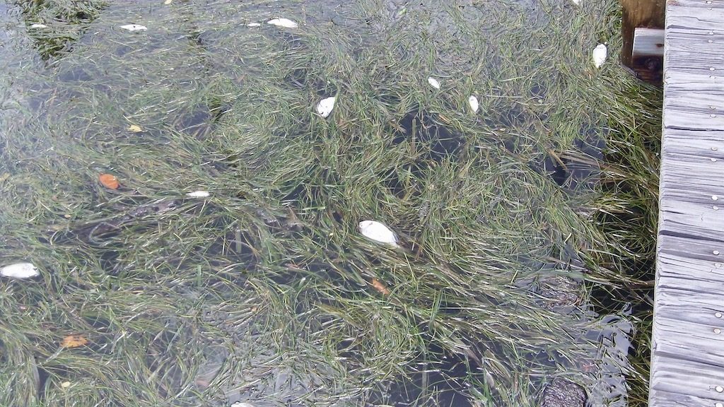 Dead fish and sea grass August 2018 Red Tide Anna Maria Island